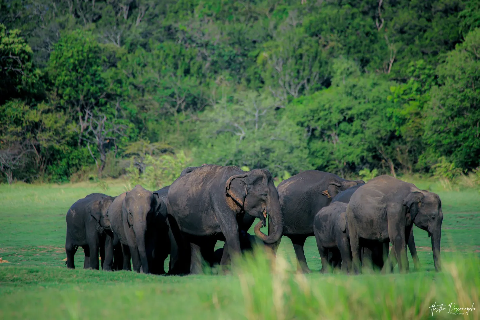 Experience the Minneriya Elephant Safari